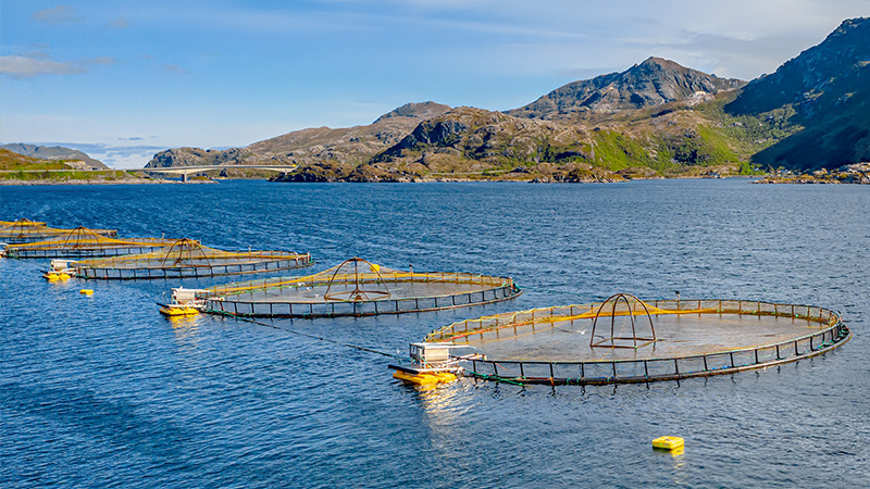 Aquaculture - VEGA sensors are the building block that ensures more efficiency and safety in aquaculture processes.